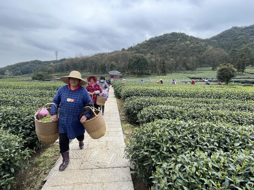 最新疫情龙井，详细步骤指南与最新动态关注