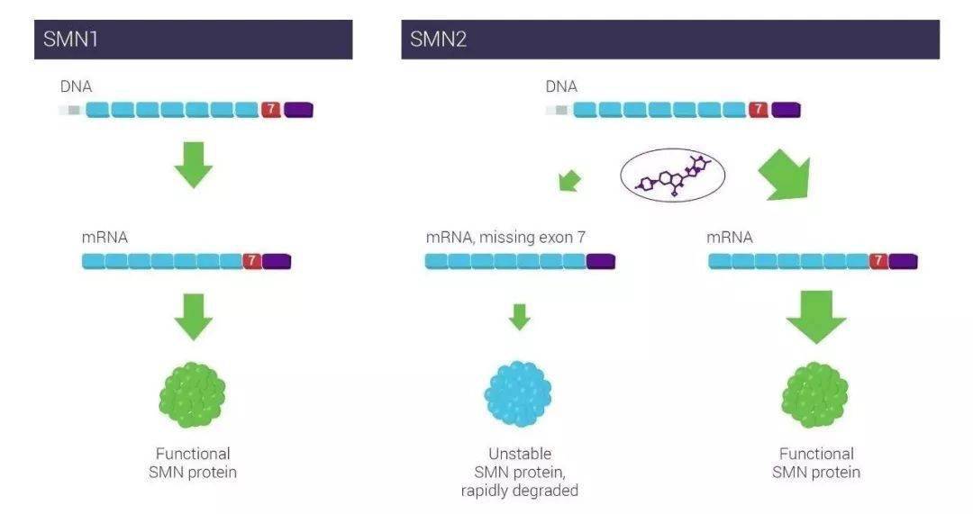 SMA最新治疗方法