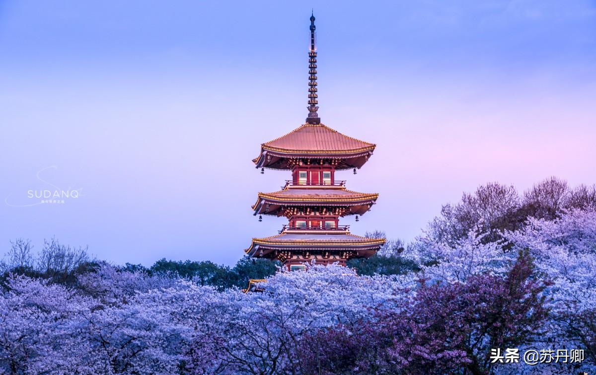 日本的疫情最新，变化中的挑战与希望之光