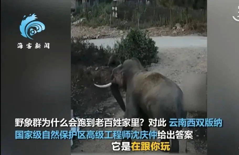 牛、猴、猪、兔：2025年澳门正版免费资本车或2025新澳正版免费资科-协同解答、解释与落实,品质解读、解释与落实